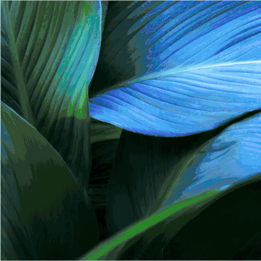 Nature Meets Design